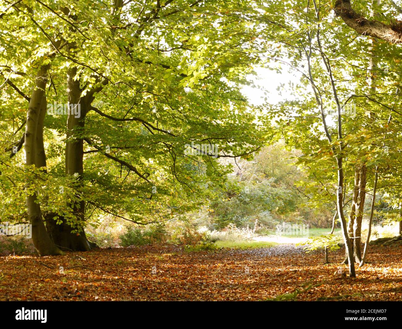 Burnham Beeches, Burnham, Buckinghamshire, UK Stock Photo Alamy