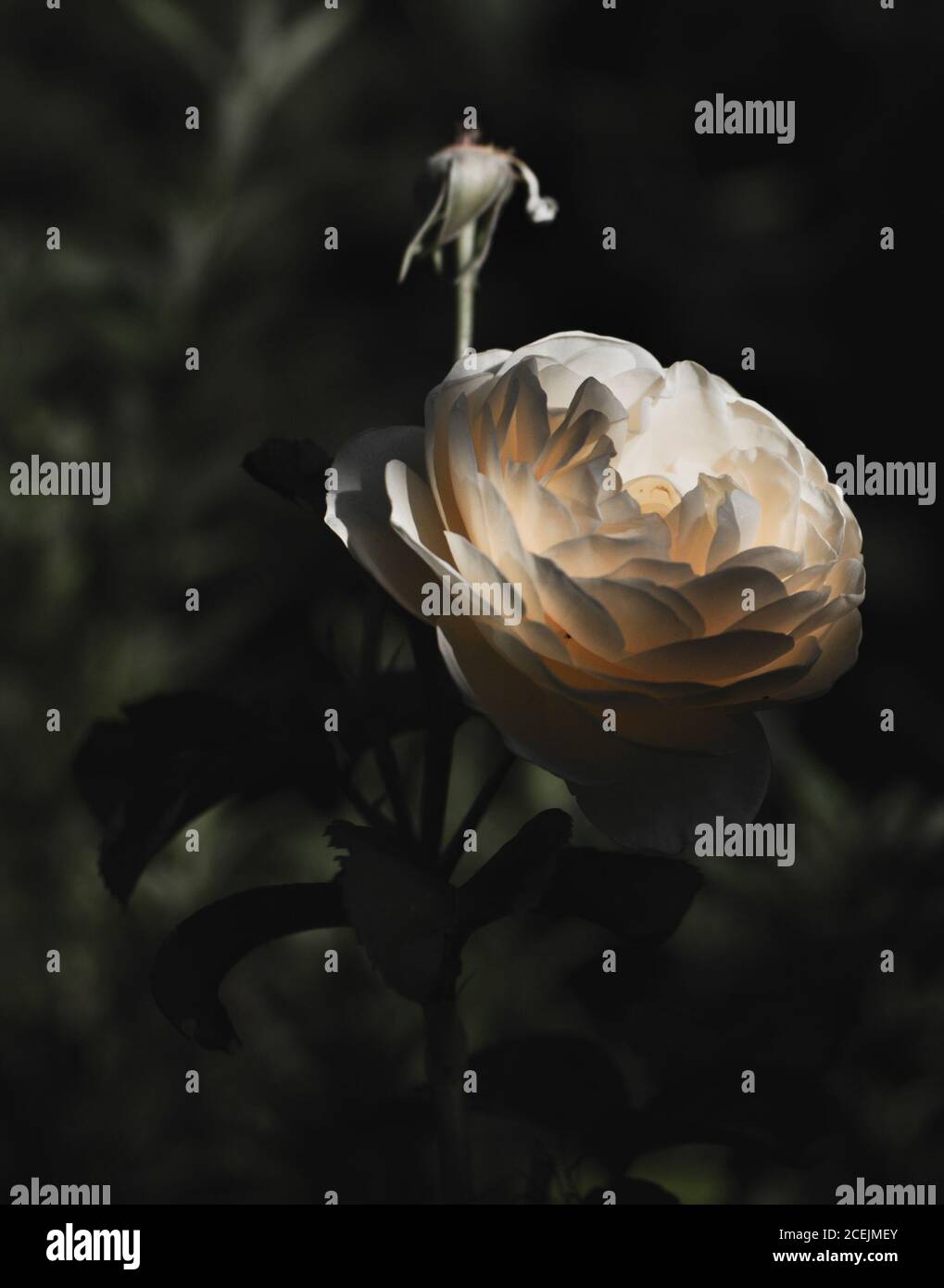 Bug on pretty flower Stock Photo