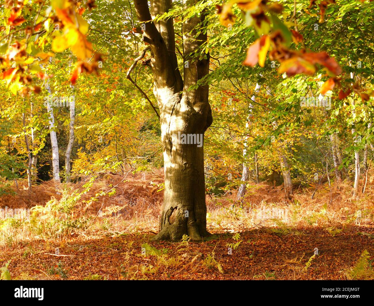 Burnham Beeches, Burnham, Buckinghamshire, UK Stock Photo Alamy