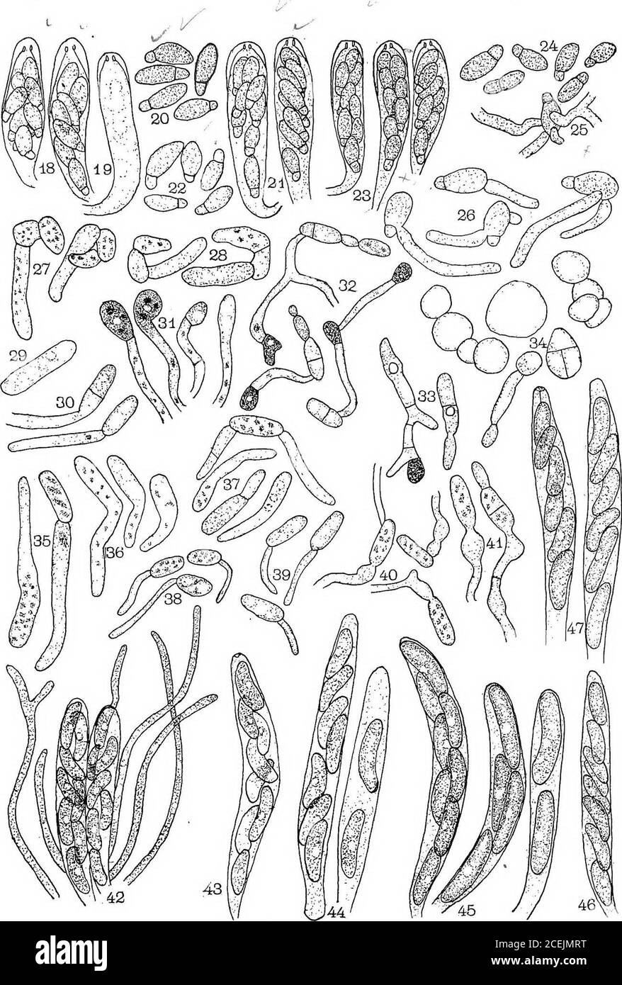 . The physiology and development of some anthracnoses ... pores formed in old cultures.Fig. 32.—Same, secondary spores formed by germinating conidia. 408 • BOTANICAL GAZETTE [june Fig. 33.—Gloeosporium from apple from New York, secondary spores formedby germinating conidia. Fig. 34.—CoUetotrichumgossypium from cotton; large cells formed in Elfvingsnutrient solution; one of these cells germinating, with a young spore at the end ofthe germ tube. Fig. 35.—Conidia from quince, germinating in bean agar. Fig. 36.—Conidia from tomato germinating in bean agar. Fig. 37.—Conidia from apple from New York Stock Photo