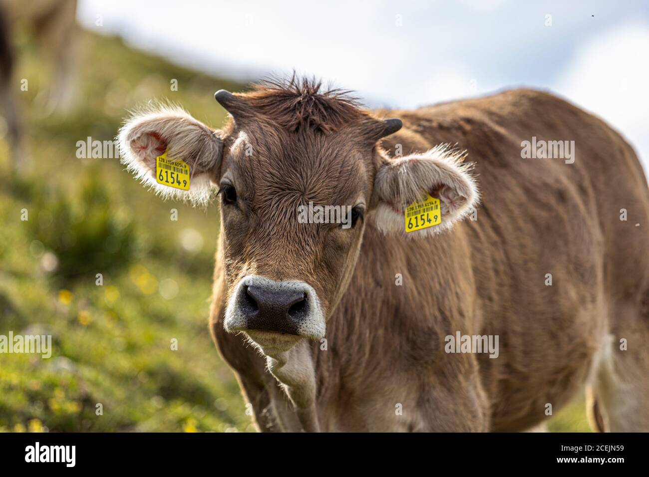 Cattle in summer on the Alps for seasonal mountain pasture, Switzerland Stock Photo