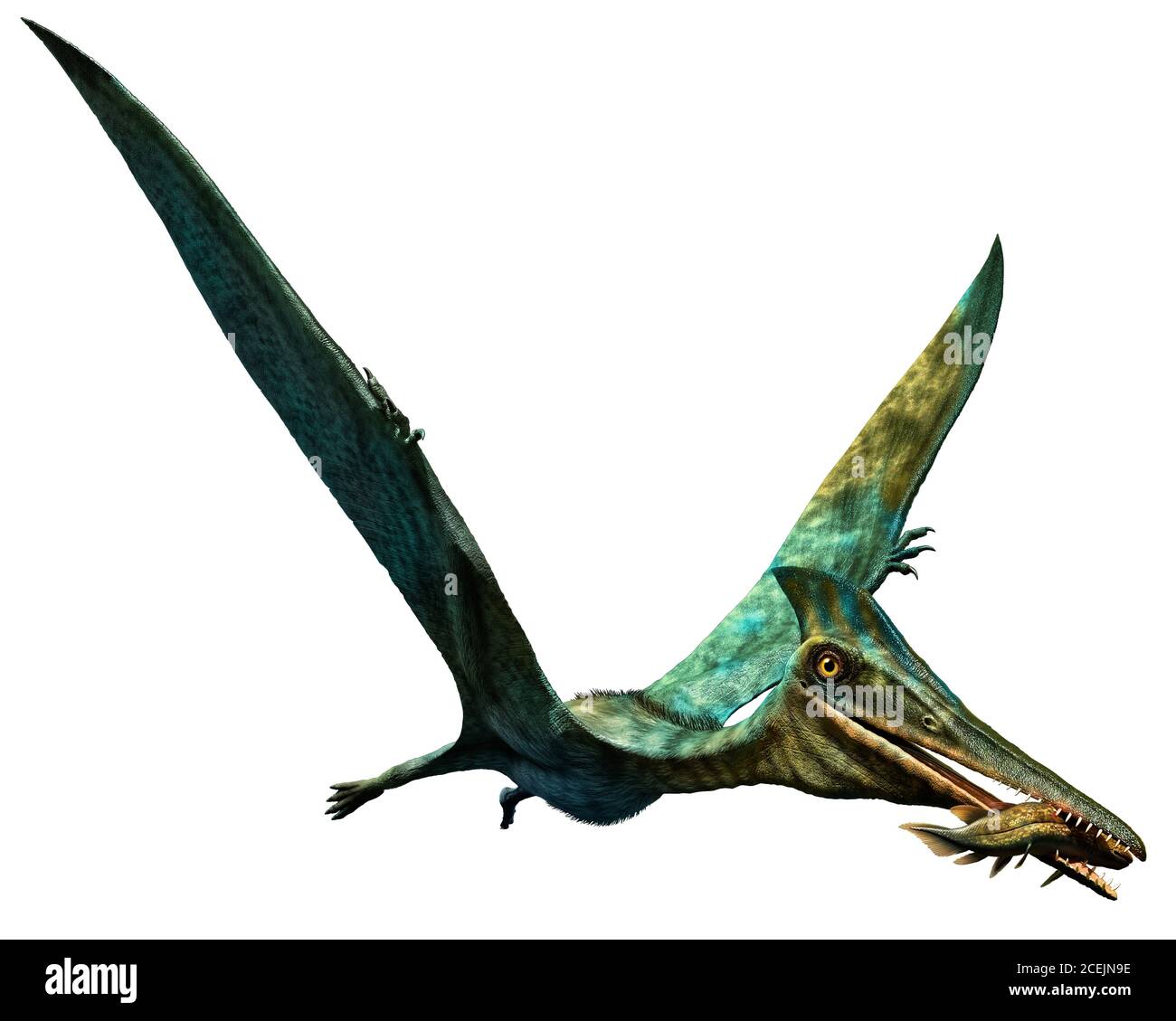 Pterodactylus prehistoric dinosaur 3D illustration Stock Photo