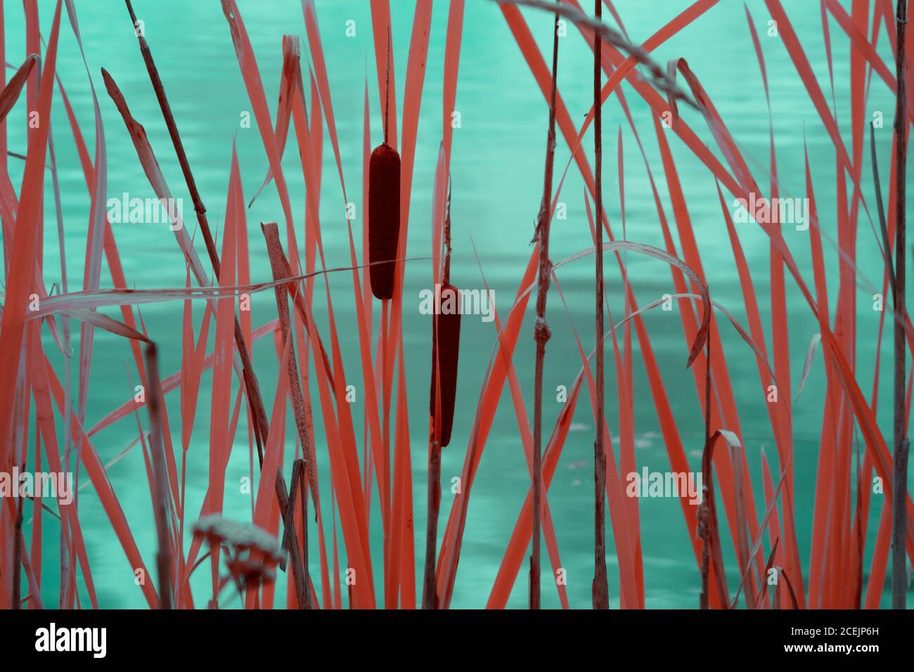 Reeds in water hi-res stock photography and images - Alamy
