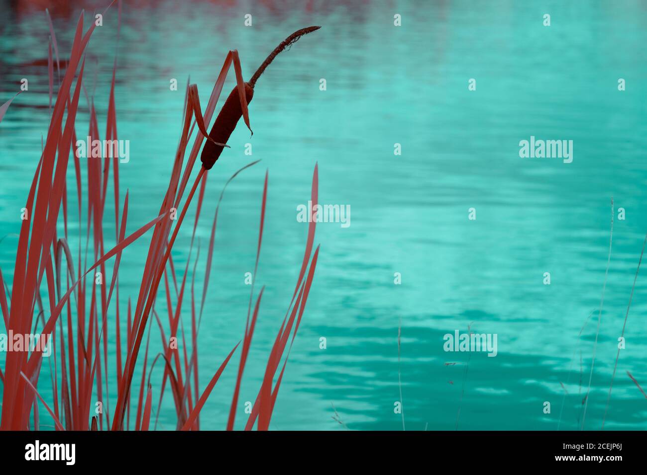 Reeds growing near water Stock Photo - Alamy