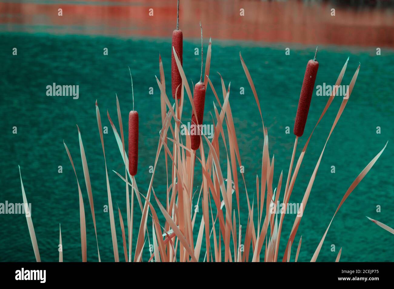 Reeds with dry leaves growing in turquoise rippling lake Stock Photo ...