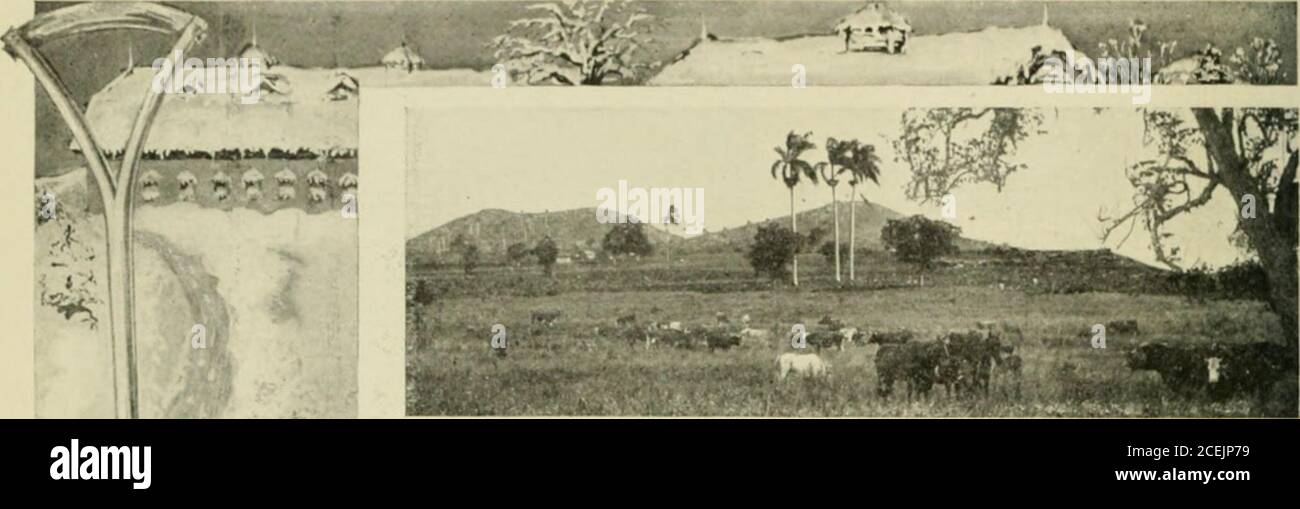 The Cuba Review And Bulletin Compartment On Havana Limited 72 The Cuba Review Luxuriant Green Pastures Twelve Months In Theyear In Cuba Tlic Heavy Dew Glittering On The Waves Of Green