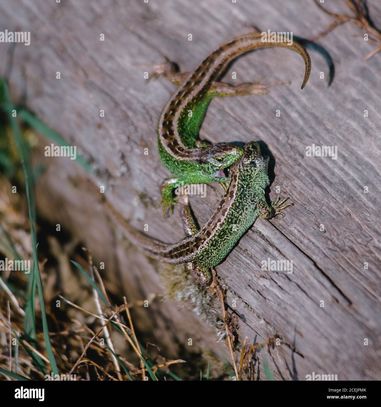 Closeup view of green lacertian biting other standing on dry tree in grass Stock Photo