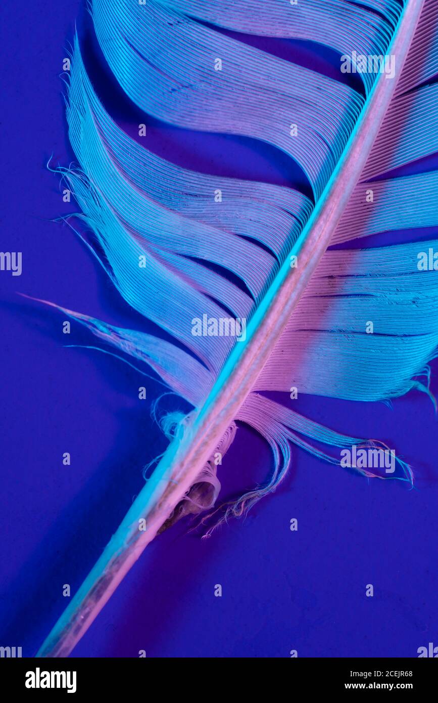Bird feather in violet illumination Stock Photo