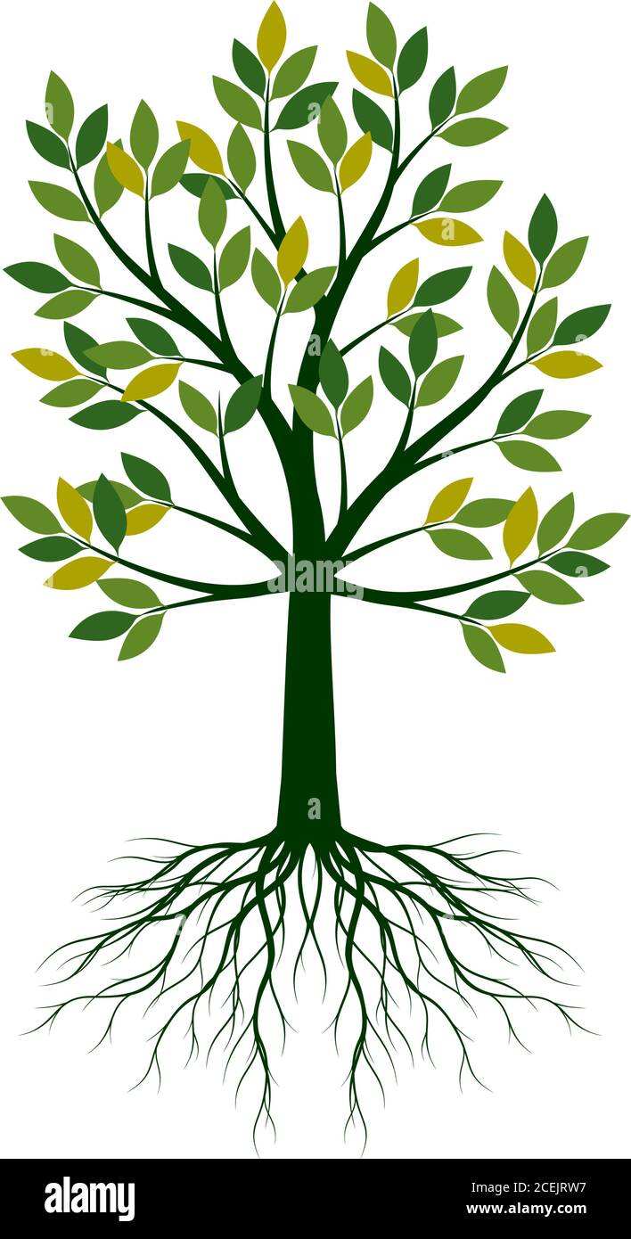 Shape Of Tree With Leaves And Roots Vector Outline Illustration Plant In Garden Stock Vector Image Art Alamy