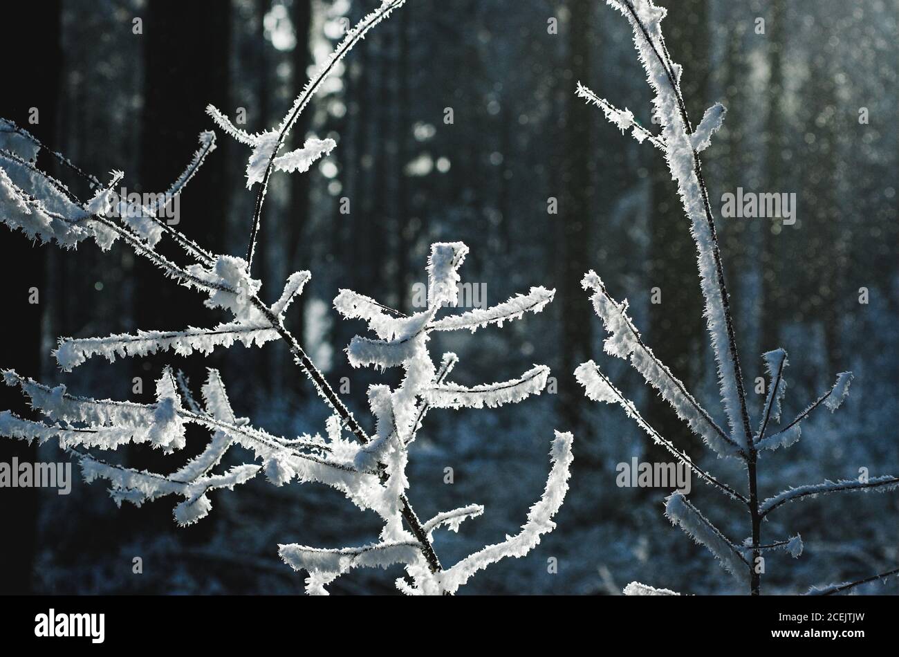 Frozen plant in forest Stock Photo