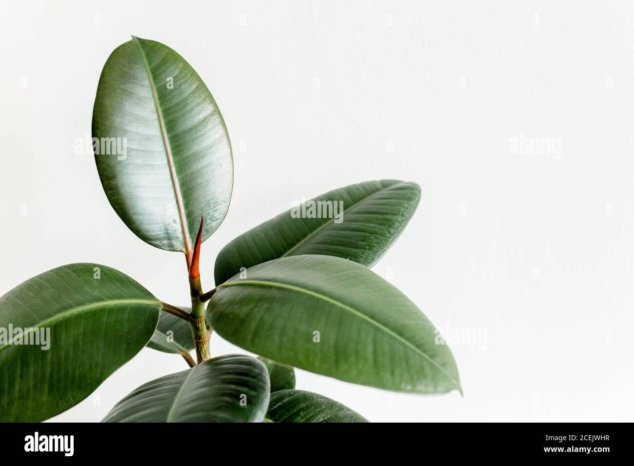 Ficus benjamina leaves closeup hi-res stock photography and images - Alamy