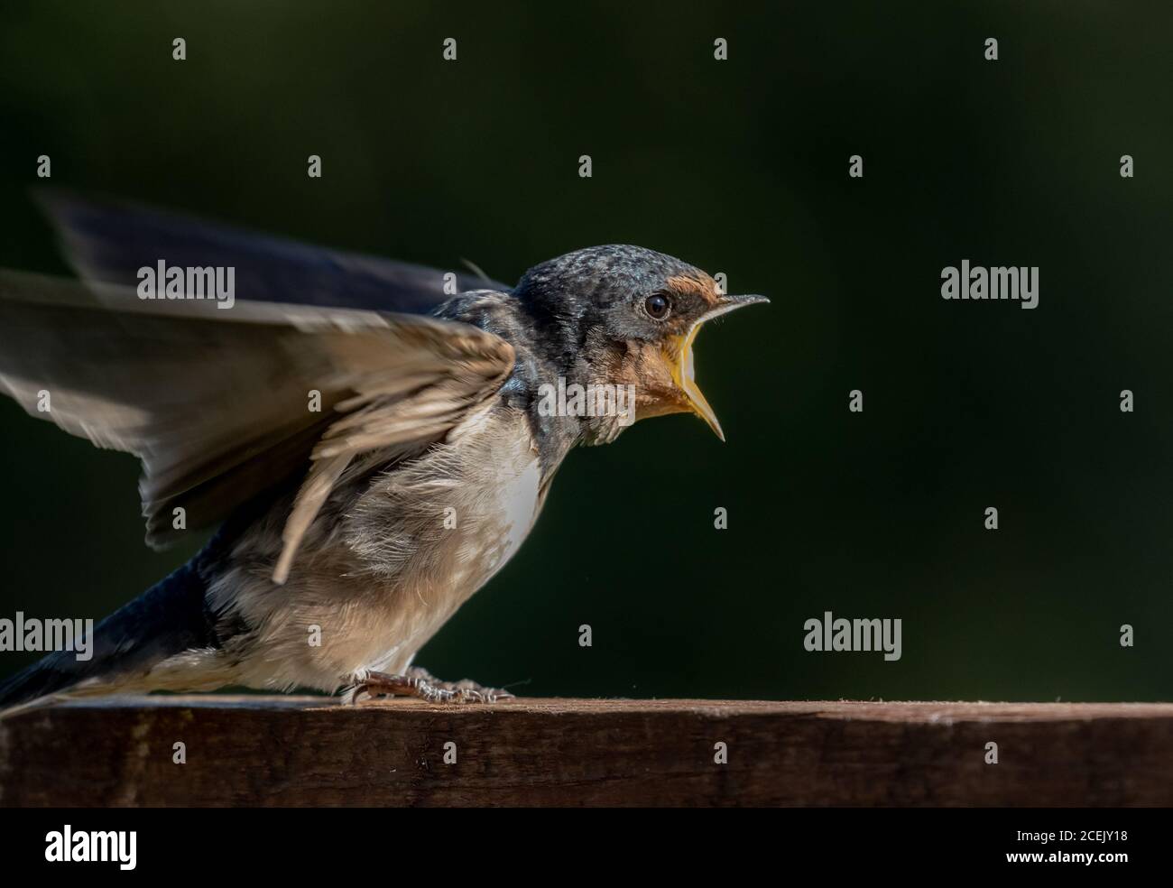 A barn swallow UK (Hirundo Rustica) on a fence with it's beak wide open waiting for a parent to arrive with food. Stock Photo