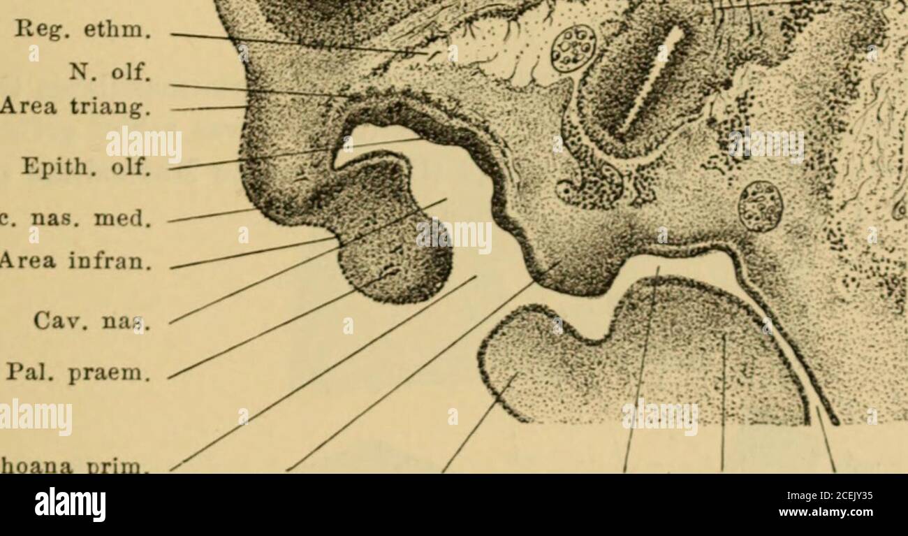 Page 2 Wulst High Resolution Stock Photography And Images Alamy