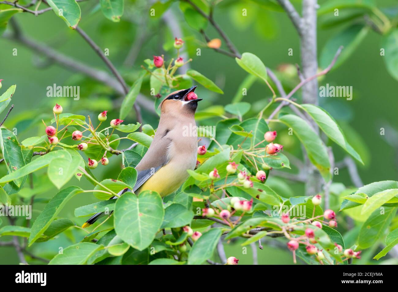 Cedar waxwing in serviceberry bush in marion county illinois hi-res ...