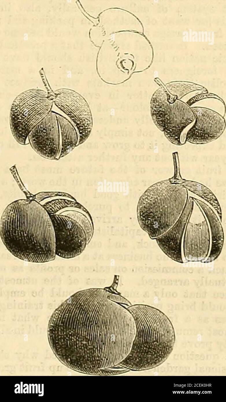. The Gardeners' Chronicle : a weekly illustrated journal of horticulture and allied subjects. Fie. 76.— A. unripe berries with succulent seeds protruding—real size. B, C. vertical and horizontal sections, showing the originof the supernumerary berries—magnified twice.. Fig. 77.- SrcCUXEST BEBBY-UXE SEEDS PROTKITINQFROM RIPE GRAPES. Home Correspondence. A ROAD8IDE HOUSE GARDEN.—A charmingfloral effect might lately be seen at the John Bull inn, opposite Gunnersbury Station. A balcony runsalong the length of the house, and this has beenutilised to produce a very pleasing effect indeed. Adark-lea Stock Photo
