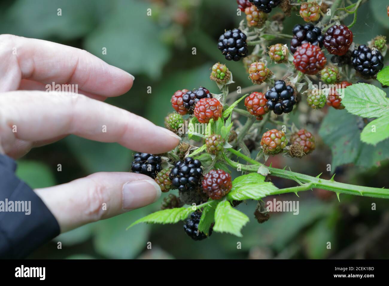 foraging for blackberries (Rubus fruticosus) Stock Photo
