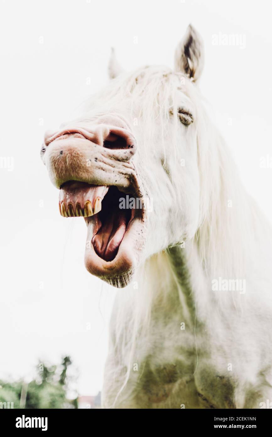 From below light horse showing teeth and nickering on blurred