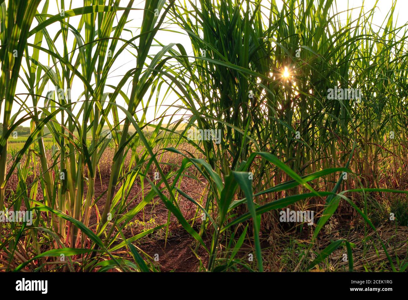 Sunset background at the corn plantation in Brazil Stock Photo