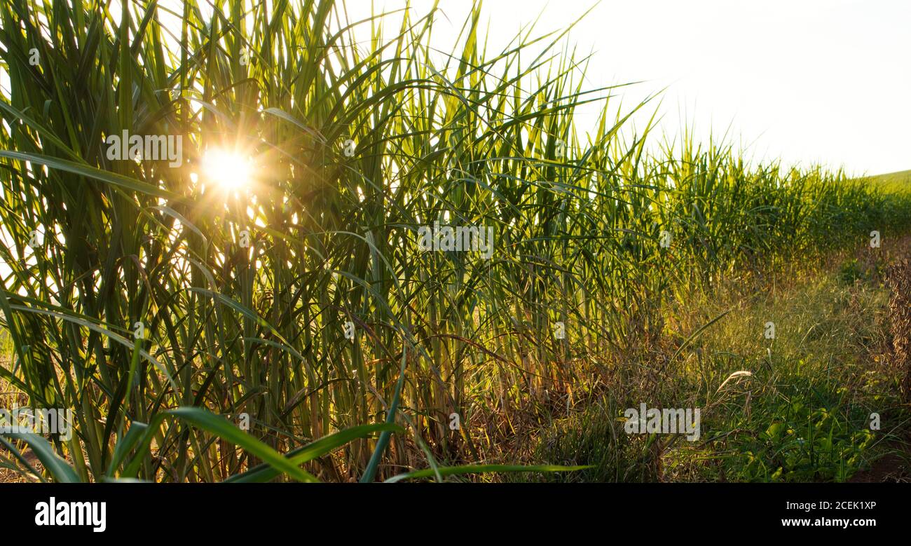 Sunset background at the corn plantation in Brazil Stock Photo