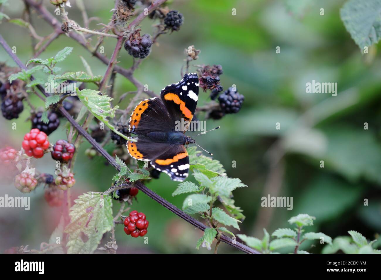 a red admiral (Vanessa atalanta) butterfly on a blackberry (Rubus fruticosus)  plant Stock Photo