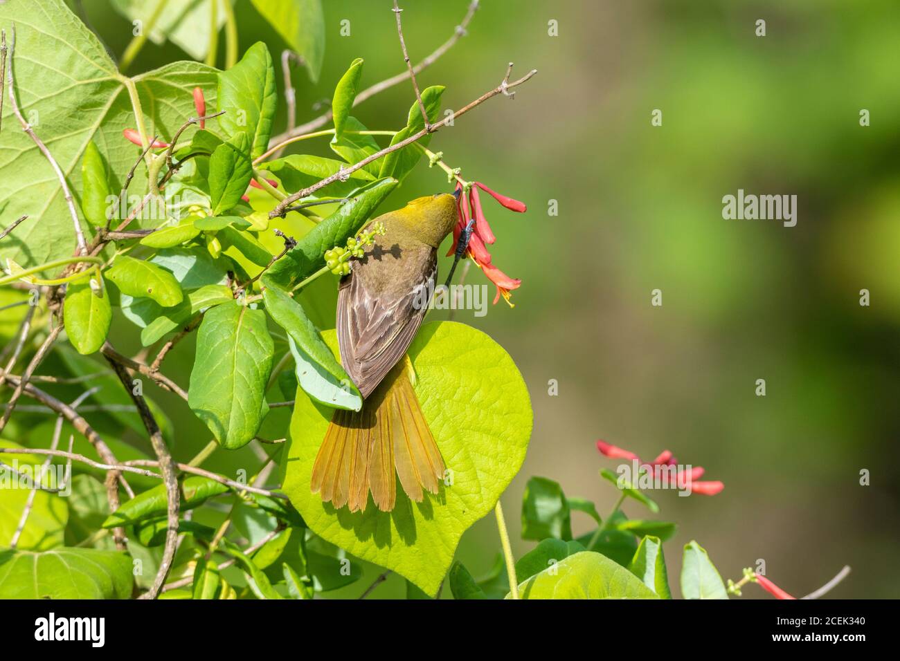 🔥 Angry bird! Female Orchard Oriole : r/NatureIsFuckingLit