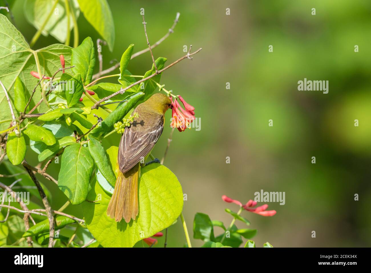 01618-01520 Orchard Oriole (Icterus spurius) female getting nectar on Dropmore Scarlet Honeysuckle Lonicera x brownii Marion Co. IL Stock Photo