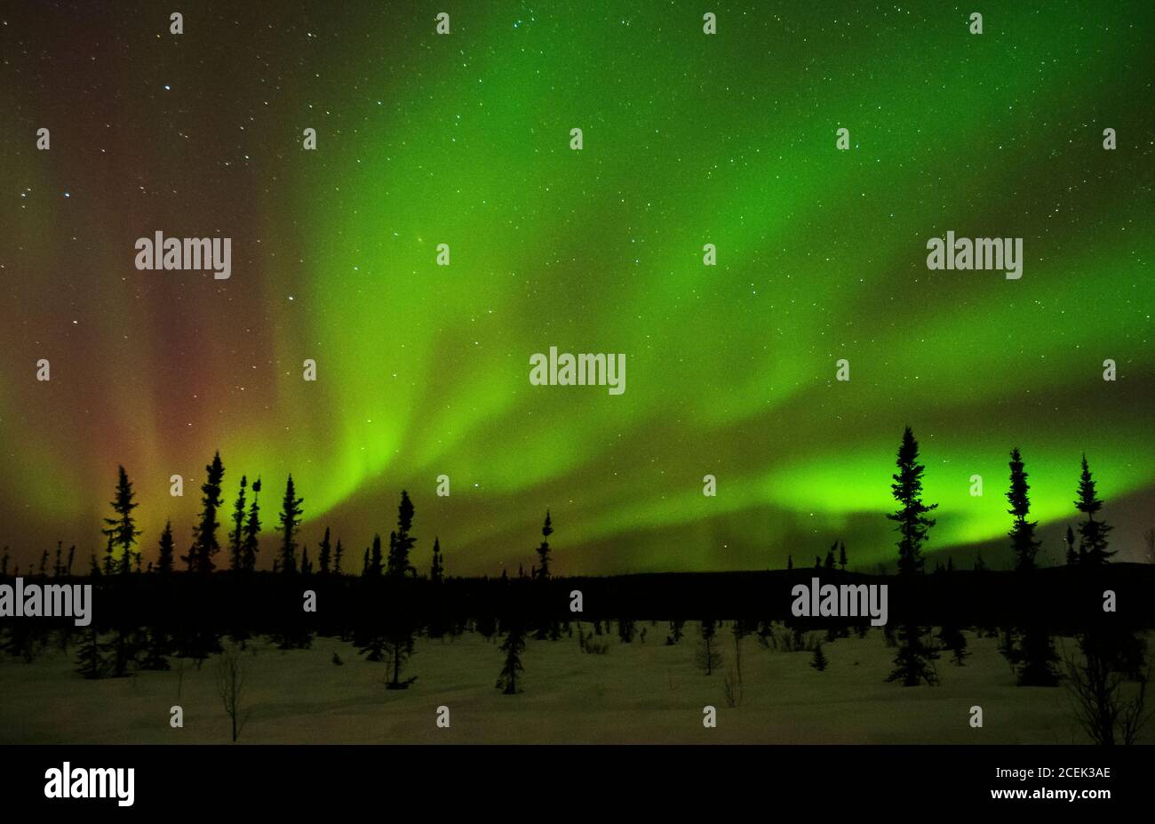 North America; United States; Alaska; Tanana Valley; Winter; Night; Stars; Sky; Natural Phenomenon; Aurora Borealis; Northern Lights. Stock Photo