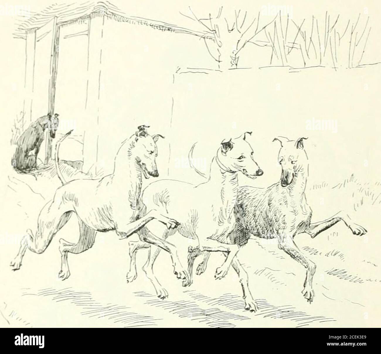 Our Village Itu Jh Ct W Gt Home To Their Walk Copyright 1893 By Macmillan Co Our Little Establishment From Three Dogs To One Hailalso Dispersed The Splendid Kennel Of A
