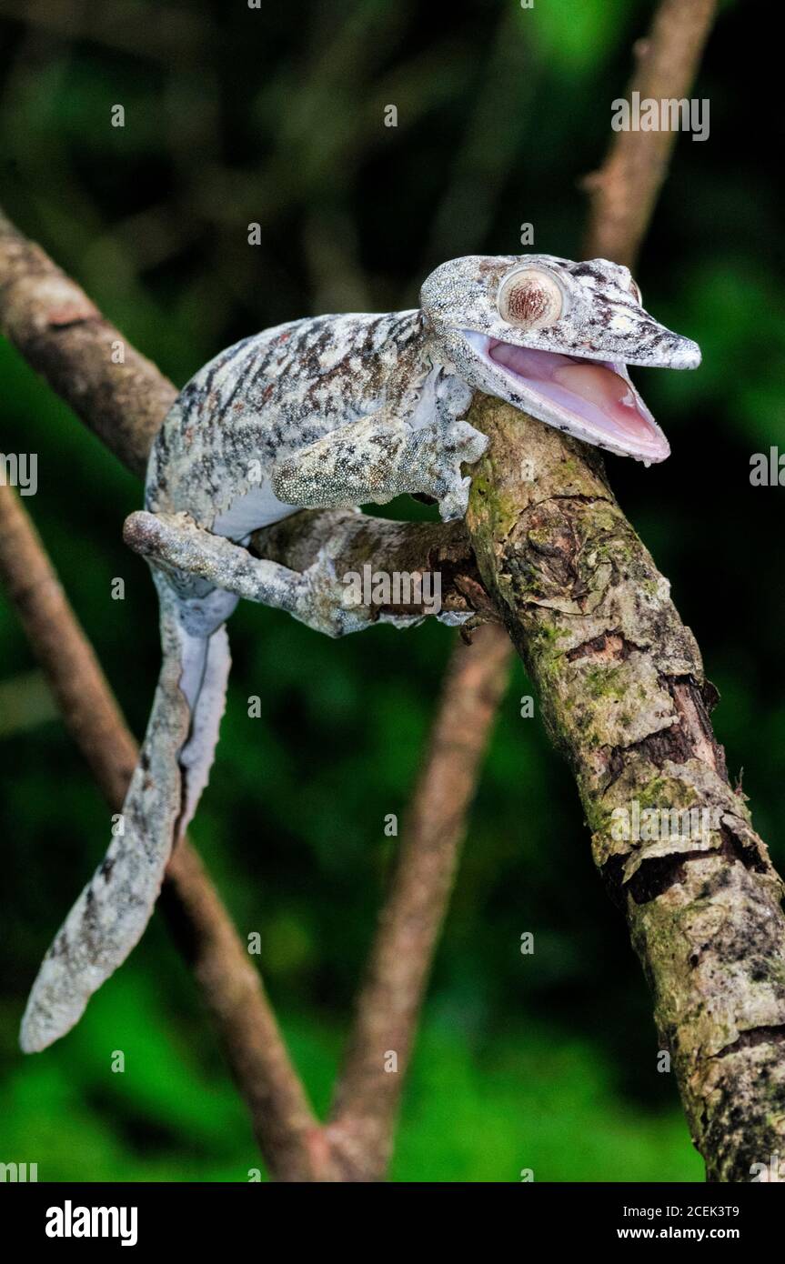 Giant Leaf-tailed Gecko, Uroplatus giganteus, Montagne d'Ambre National Park, Madagascar Stock Photo