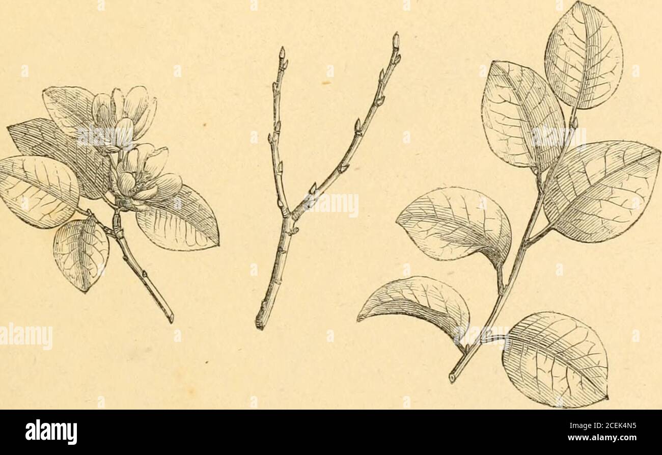 Magnolia propagation hi-res stock photography and images - Alamy