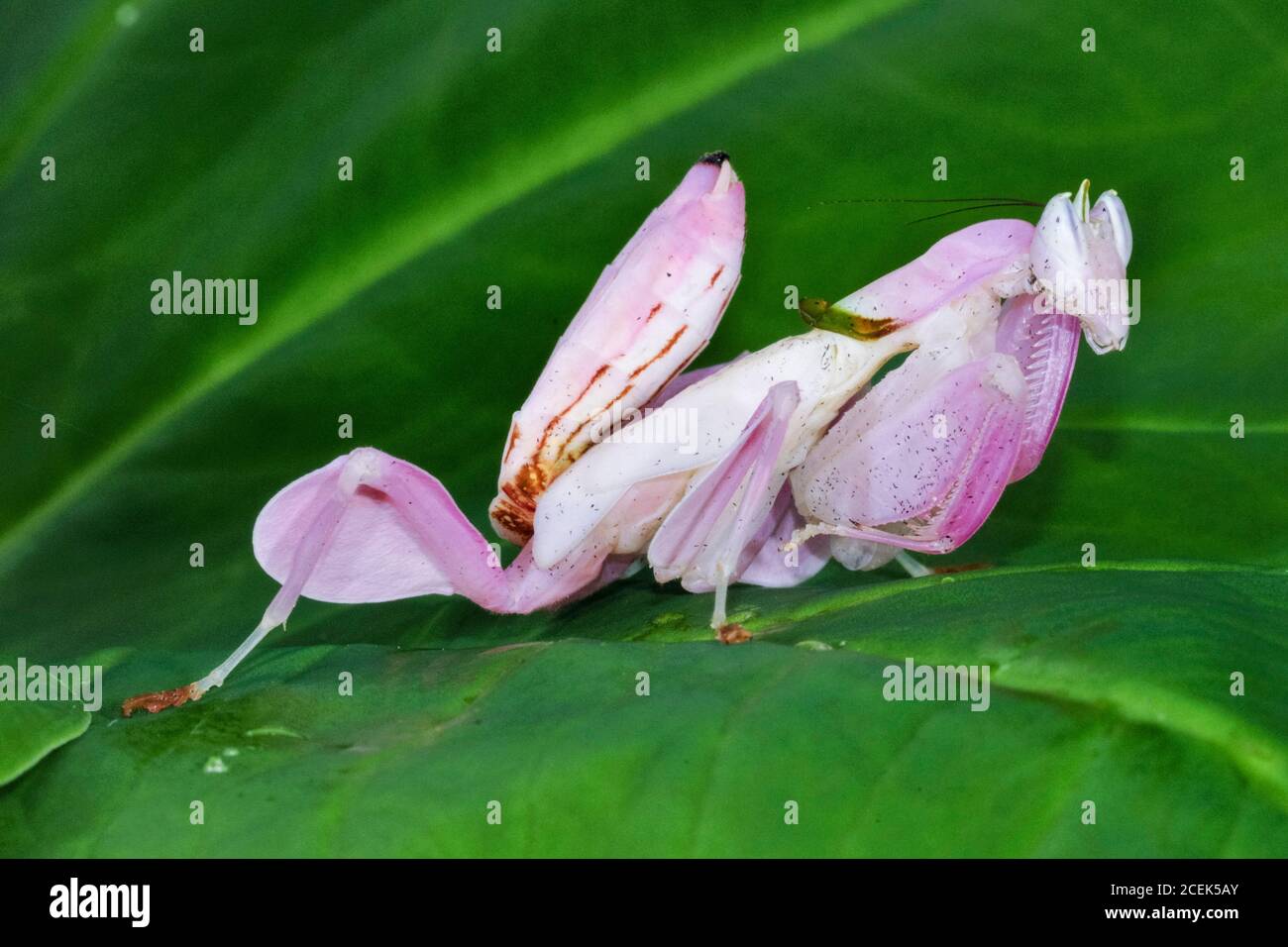 pink orchid mantis, Malaysian orchid mantis, Hymenopus coronatus, or Hymenopus bicornis, a flower mantis, a praying mantis which mimics to perfection Stock Photo
