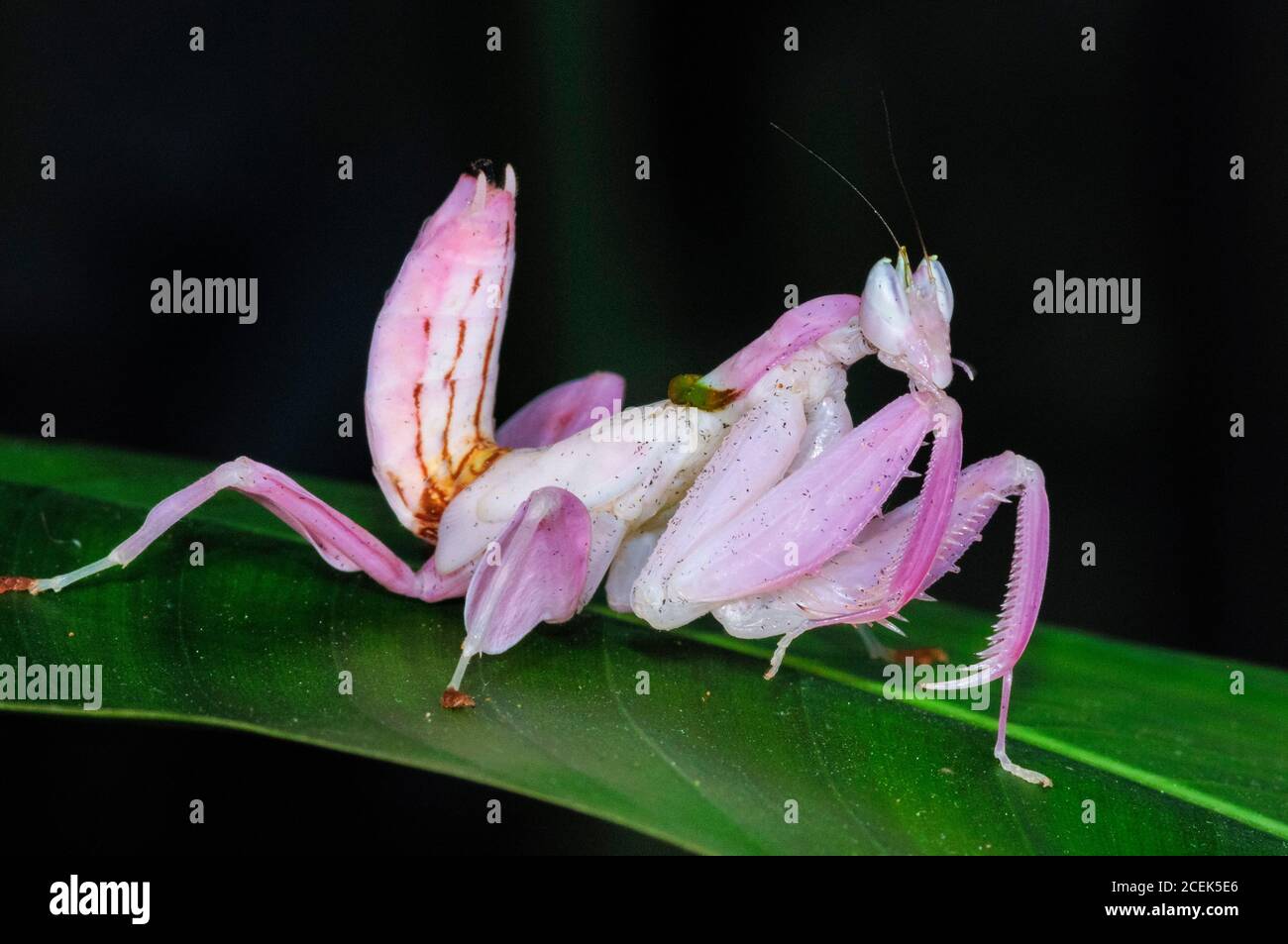 Pink Orchid Mantis Malaysian Orchid Mantis Hymenopus Coronatus Or Hymenopus Bicornis A Flower Mantis A Praying Mantis Which Mimics To Perfection Stock Photo Alamy,Red Fox Pet Price