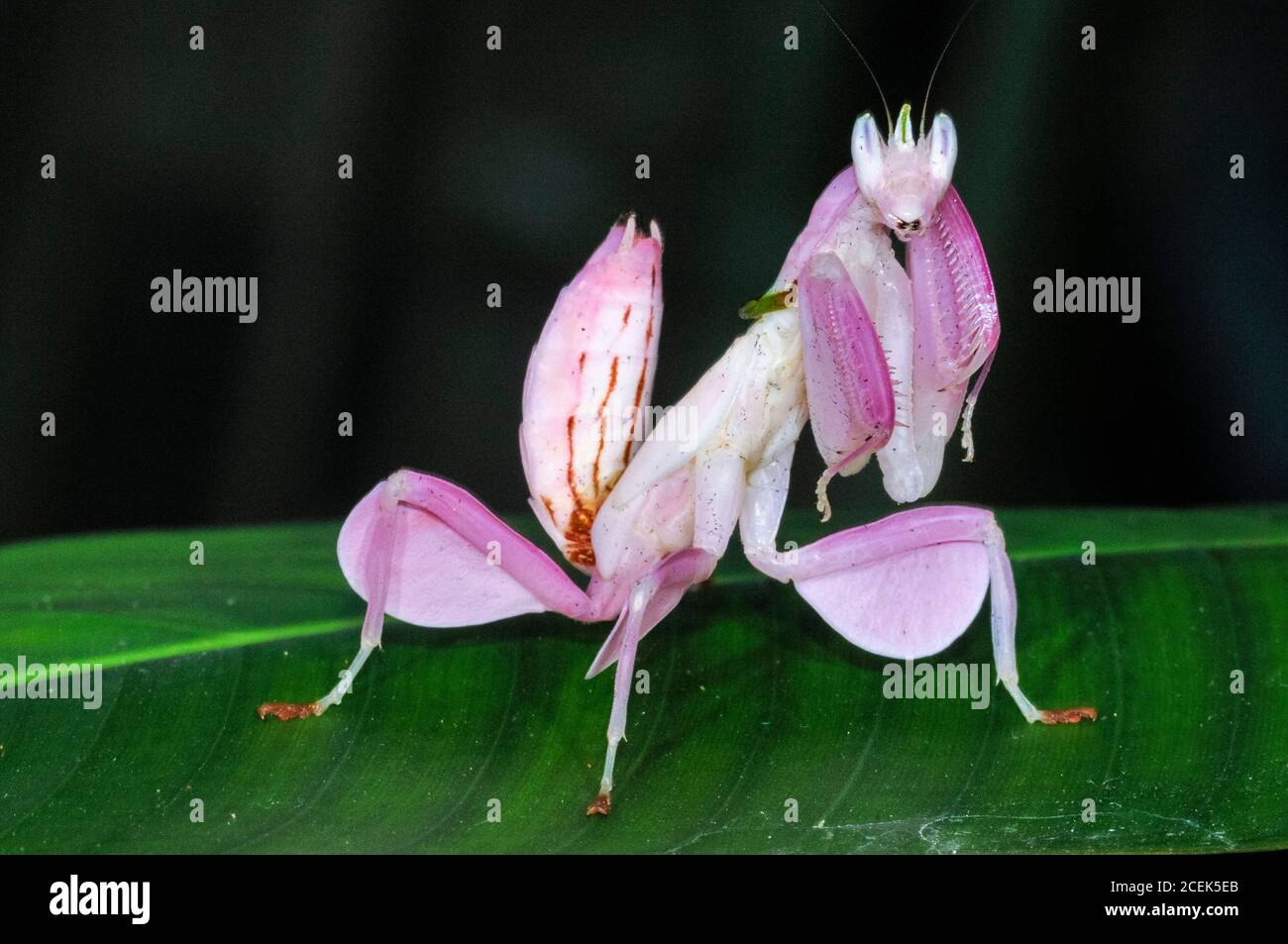 pink orchid mantis, Hymenopus coronatus, or Hymenopus bicornis, aka walking flower mantis, adapted for camouflage, mimicking part of the Phalaenopsis Stock Photo