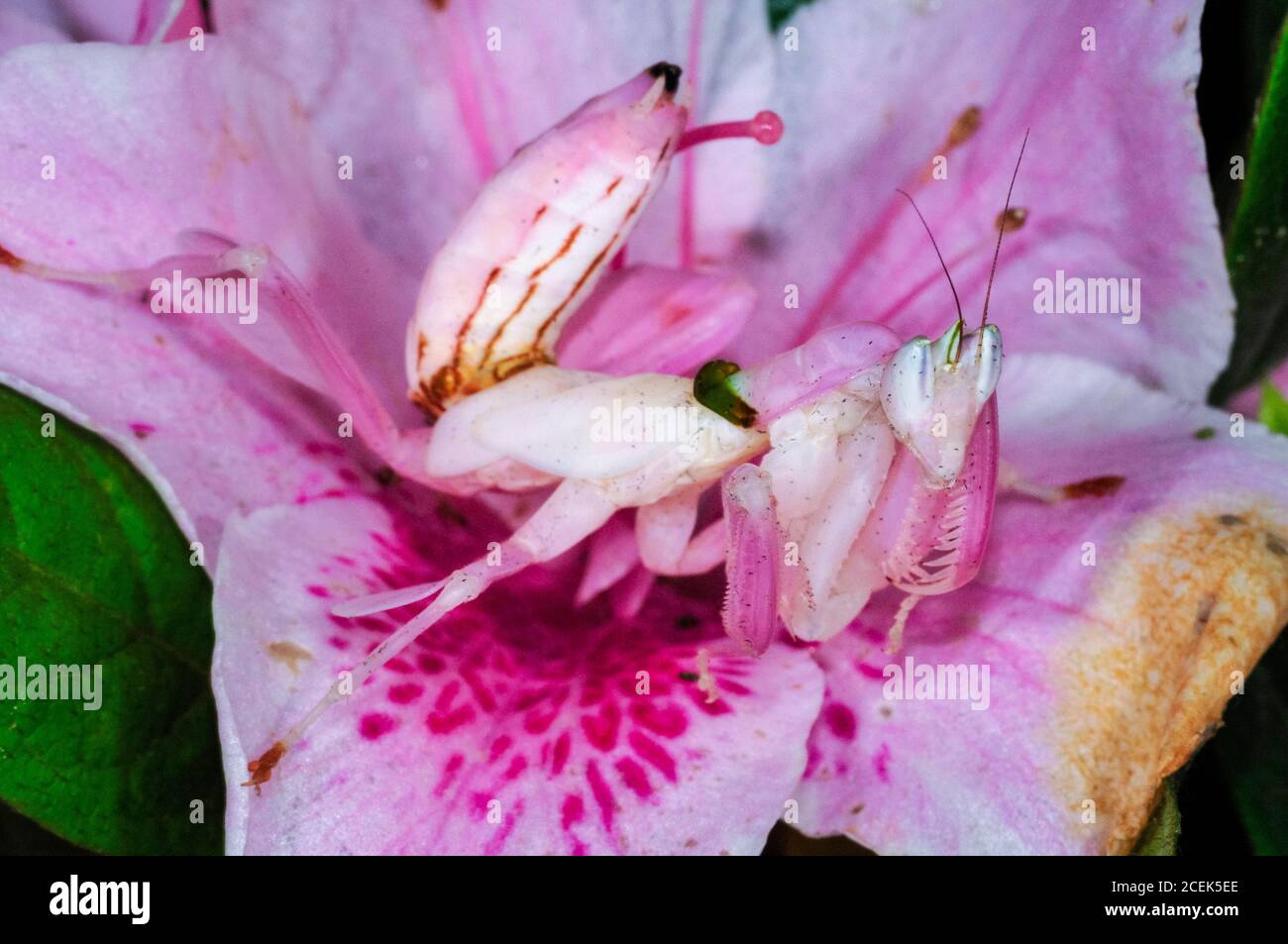 pink orchid mantis, Malaysian orchid mantis, Hymenopus coronatus, or ...