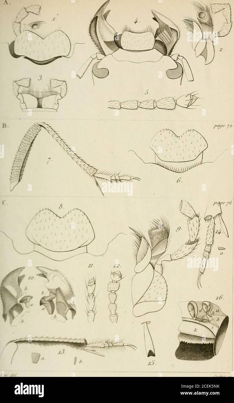 . Annales de la Société entomologique de France. li i i: i.riKS.  I 1/ If II lirii oin.l S.ir|&gt;i lî .) ,1 1/ Tliii |tl «Ma V,irvn!&lt;i ( II/ ,1 l.i (» r,i&lt;livsfcli.« I) /// // /y IM i-iola.siA Sqiirtluln. lI M K I. I T K S A. / ri ,/ lnl|)(i)^^cm;i AnuliiiiHonli o // j lorllioiiinl/i Siiiiir.iliit.(■ /) „ iti (■; riinclia Stock Photo