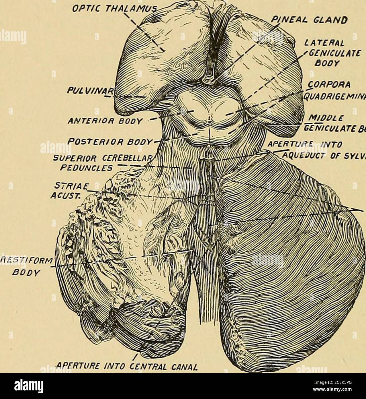 Pulvinar High Resolution Stock Photography And Images Alamy