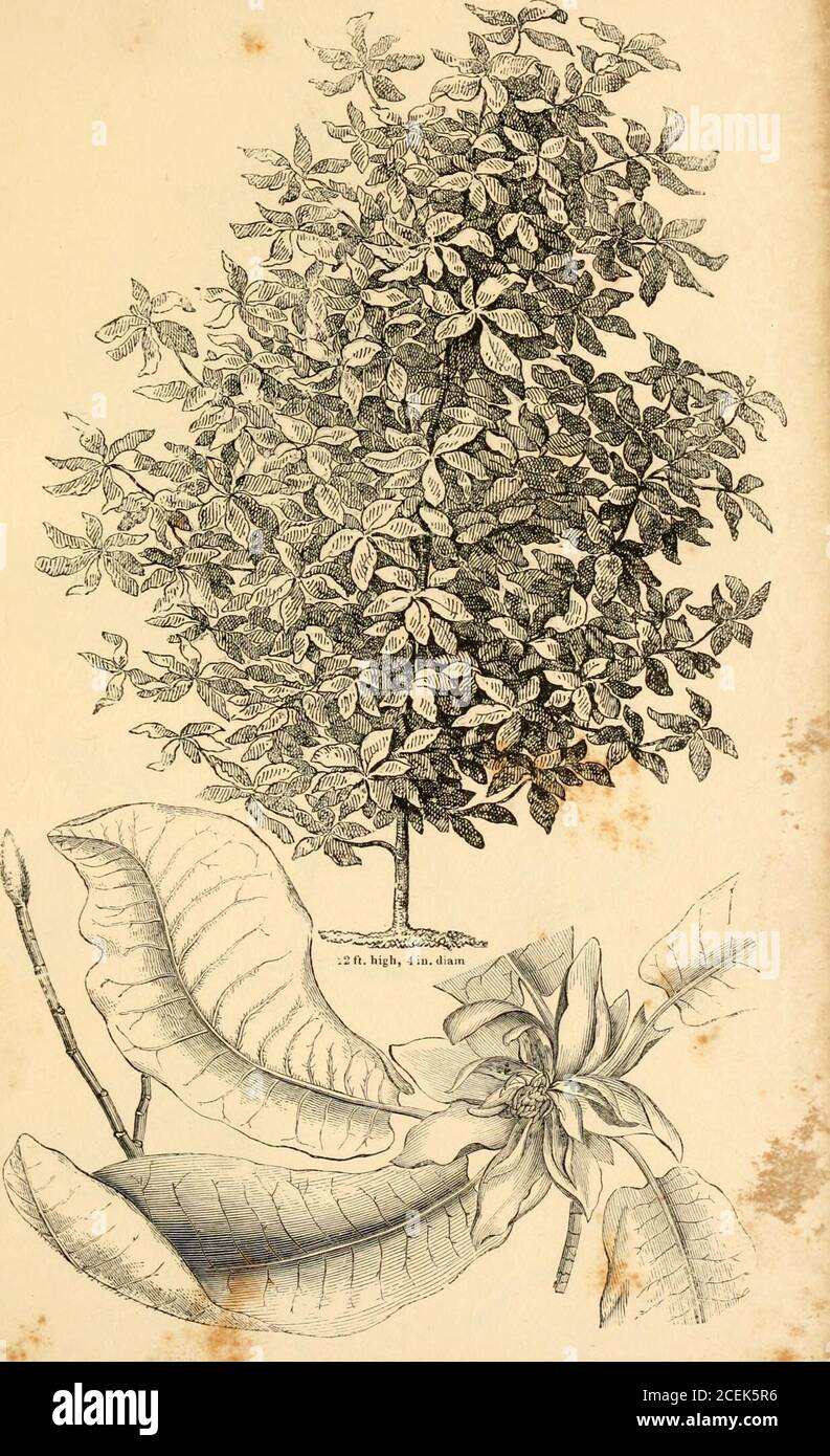 Magnolia propagation hi-res stock photography and images - Alamy