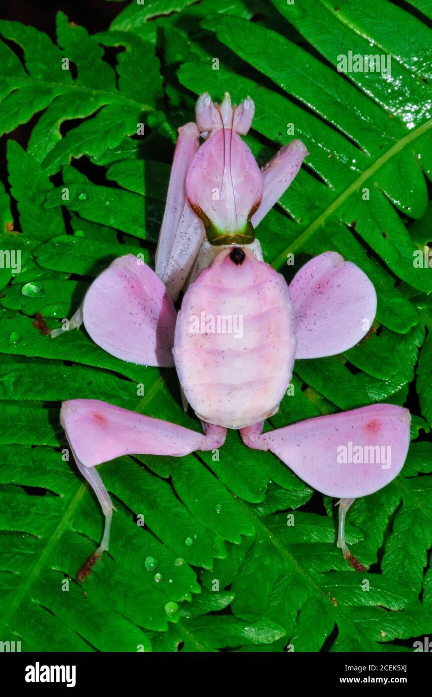 pink orchid mantis, Malaysian orchid mantis, Hymenopus coronatus, or Hymenopus bicornis, a flower mantis, a praying mantis which mimics to perfection Stock Photo