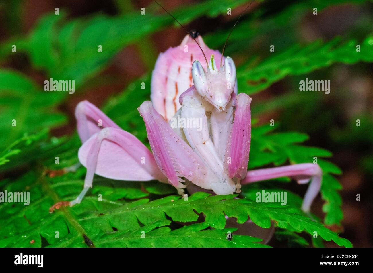 pink orchid mantis, Malaysian orchid mantis, Hymenopus coronatus, or Hymenopus bicornis, a flower mantis, a praying mantis which mimics to perfection Stock Photo