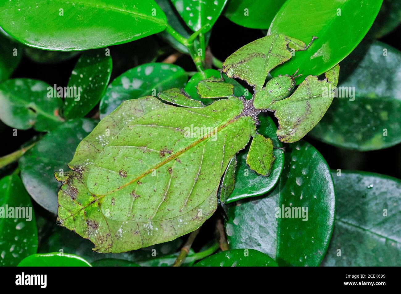 giant leaf insect, Phyllium giganteum, being camouflaged (using mimicry) to take on the appearance of leaves, Cameron Highlands, Malaysia Stock Photo