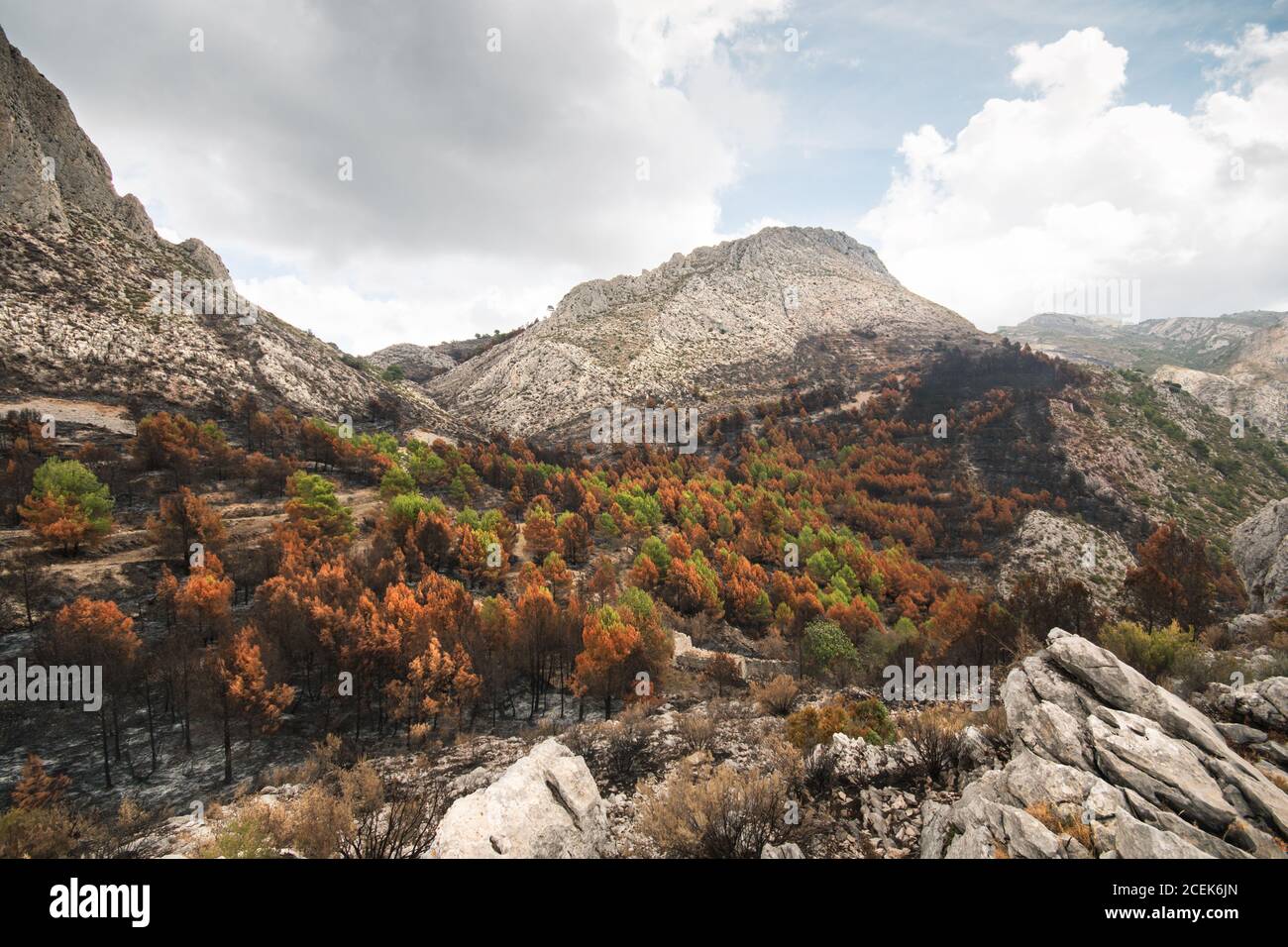 Natural disaster wildfire Stock Photo