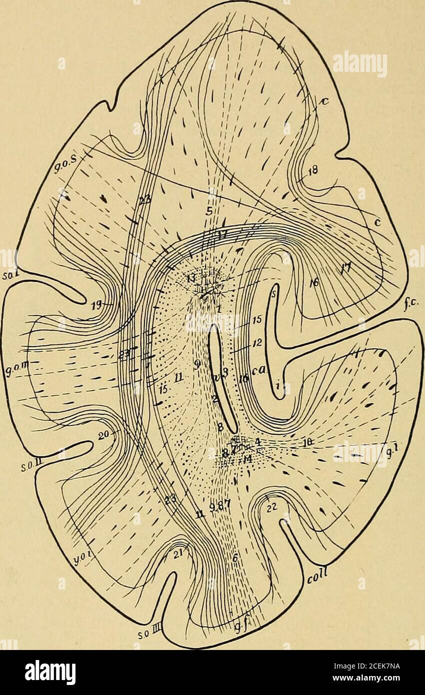 . A treatise on nervous and mental diseases, for students and practitioners of medicine. terior commissure, unc. Hook ofthe hook-shaped convolution or gyrus uncinatus. Sp. Septum pellucidum. Th. Opticthalamus, f.d. Descending fornix, m. Corpus medullare. f.a. Ascending fornix.Q. Corpora quadrigemina. A. Aqueduct of Sylvius. Pv. Pulvinar of the optic thalamus.Gi. Internal geniculate body. T. Tegmentum. Pd. Pes of crura cerebri. St.i. In-ternal stylus of the optic thalamus. Lp. Posterior longitudinal fasciculus, co.Conarium. there must be more or less widespread disease of the cortex involvinga Stock Photo
