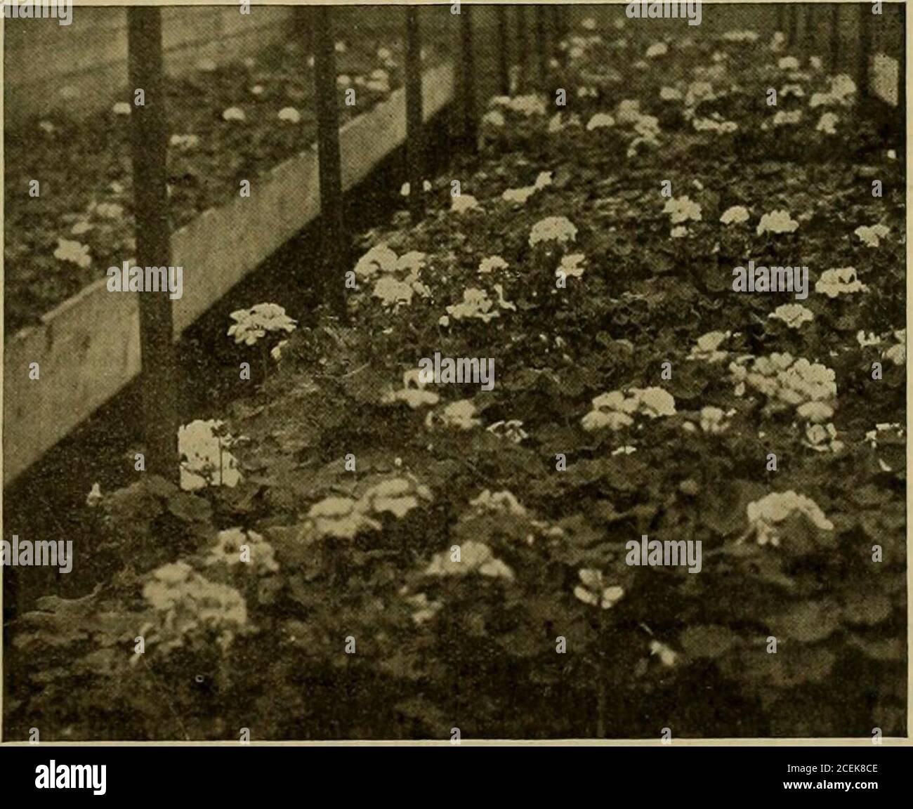 C Pote High Resolution Stock Photography And Images Alamy