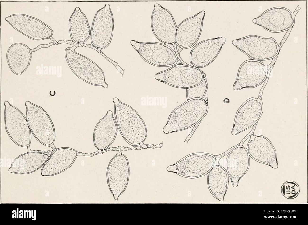 . Journal of Agricultural Research. ioned material from pure culture of fungus on oatmeal agar. Approximately, X750. Triple stain. E.—Chlamydospores of Phytophthora strain from cacao. Sectioned material frompure culture on oatmeal agar. Approximately, X 7So. Triple stain. F.—Conidium of Phytophthora strain from coconut, showing papilla stained deeperthan wall of spore, and numerous nuclei. Sectioned material from pure culture onoatmeal agar. Approximately, X 750. Triple stain. G.—Conidia of Phytophthora strain from cacao showing presence of many nuclei.Sectioned material from piu-e culture of Stock Photo