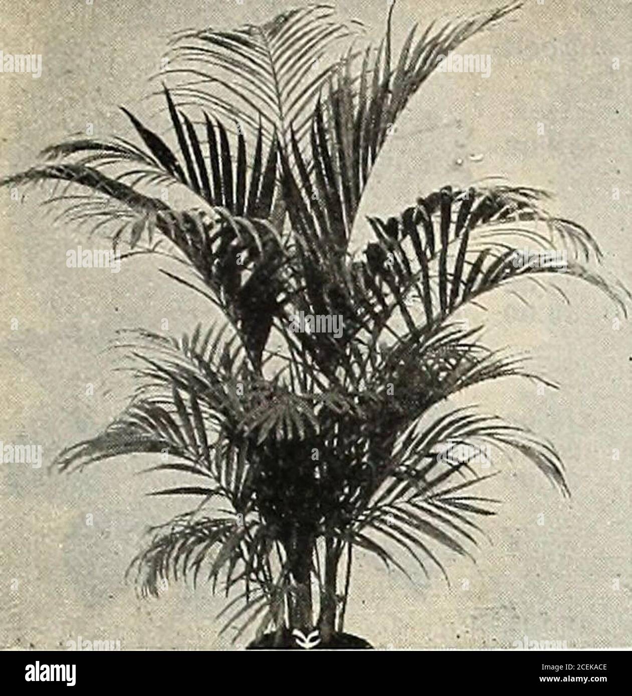 . Vaughan's book for florists. able and valuable tree fernsin cultivation. Fine plants in 5-inch pots, each. $1.00;doz. $12.00. Mikado Fern Ball. Will grow and thrive under the most adverse con-ditions. A profitable fern for Easter sales. Dormant. Each Doz. 100 5-in. diameter $0,15 $1.50 $10.00 7-9-in. diameter 25 2.50 18.00 Assorted Ferns for Fern Dishes. We have selected the varieties named below as themost useful to florists for filling ferneries and jardi-niers, and for other florist work. Inch Per PerPots 100 1000$3.50 $30.004.00 35.007 00 60.00 15.00 10.00 4.00 35.00 7.00 4.00 8.00 3.50 Stock Photo
