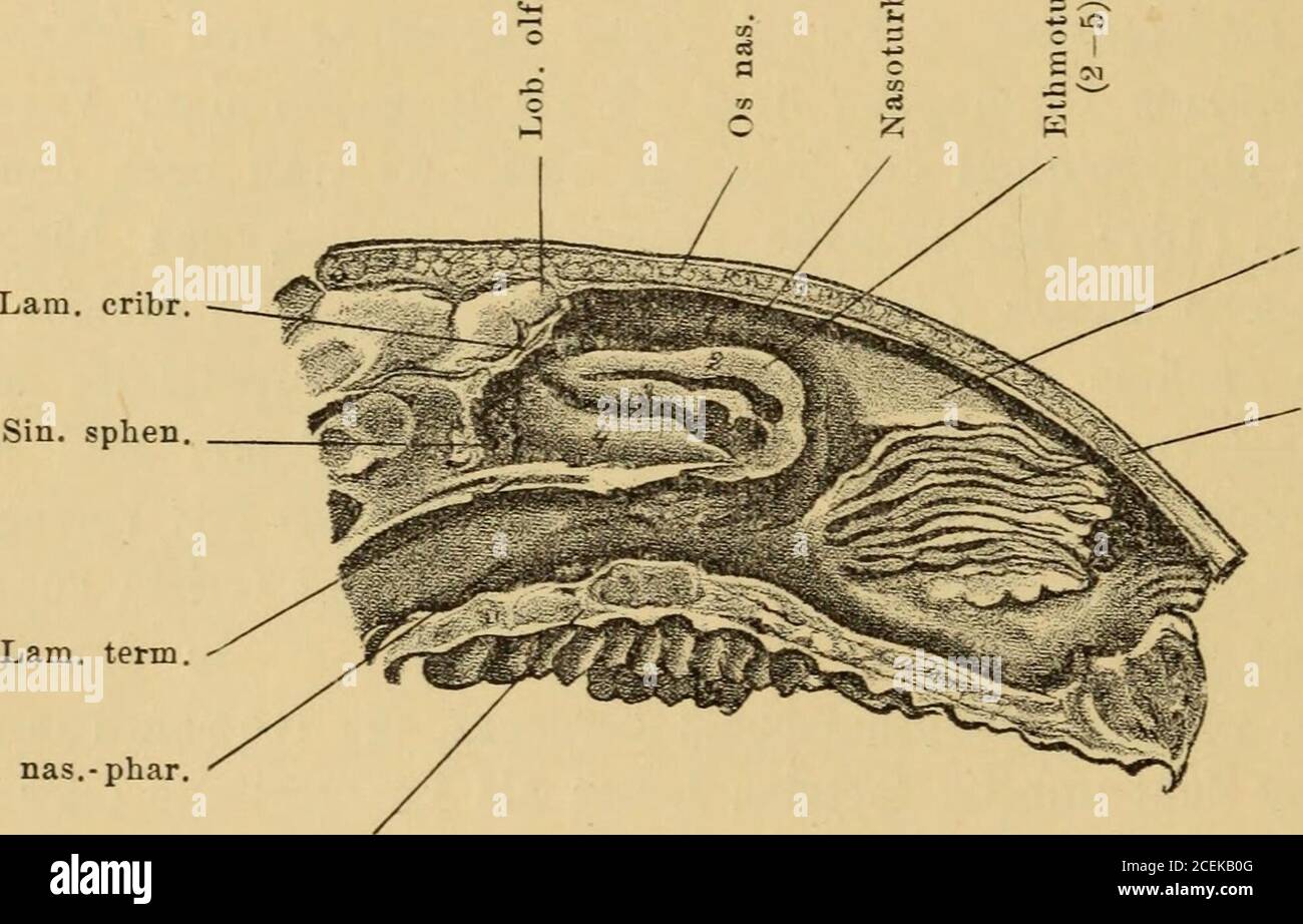 Hintere High Resolution Stock Photography And Images Page 7 Alamy