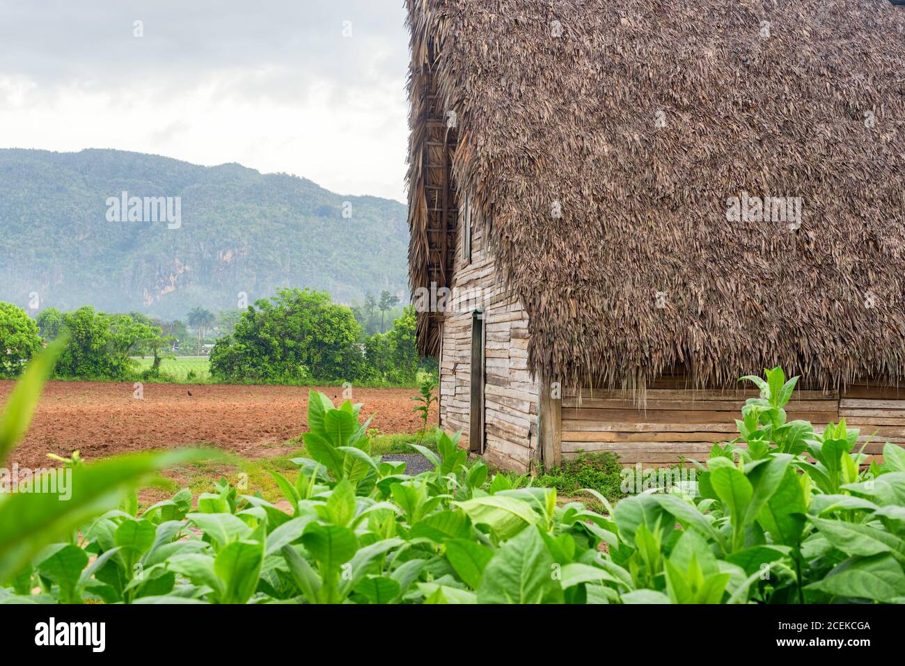 Tobacco plantation and tobacco curing barn at the famous Vinales Valley in Cuba Stock Photo