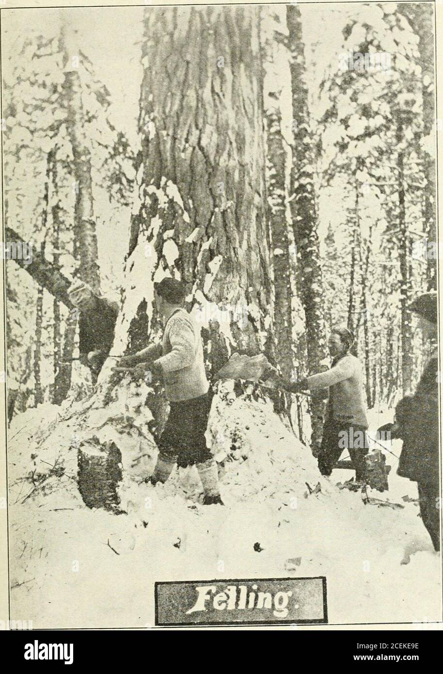 Ontario Sessional Papers 1914 No 3 9 Den Love B Port Arthur Marr H J Superior Junction Mcdonald Thos Kenora Nash John Kenora Nesbitt Thomas Kenora Pehill Walter Dryden Robertson J D Kenora