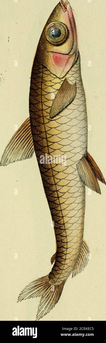 . M.E. Blochii ... Systema ichthyologiae iconibus CX illustratum. ^ Stock Photo