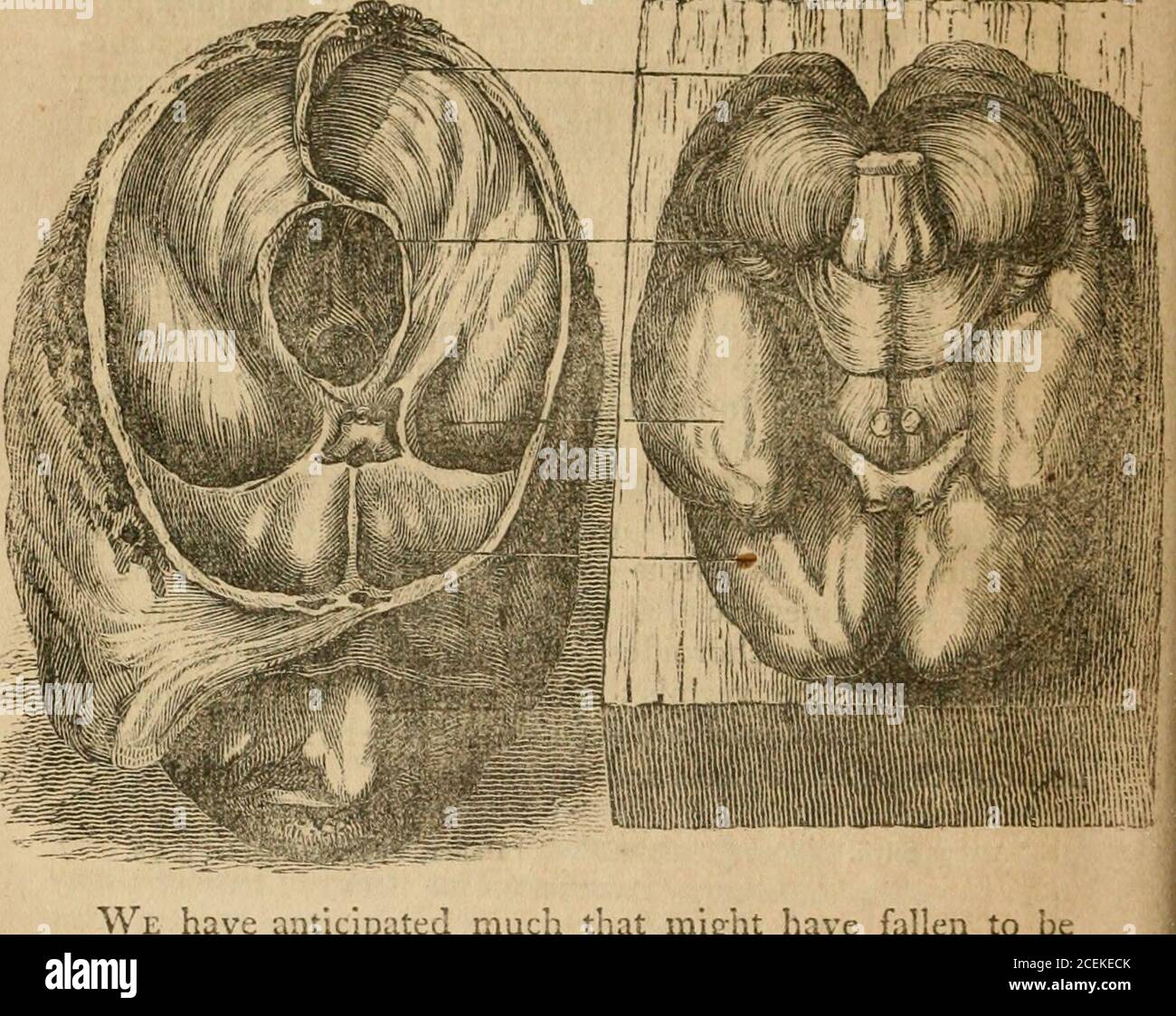 Vesalii  Know more about the Heart